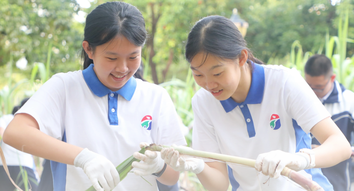  一片甘蔗林，甜了三千人
