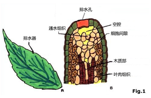 图片32.png